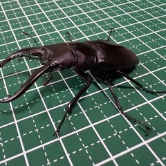 【即ブリ】アマミノコギリクワガタ♂（54.8mm）-03の画像