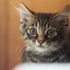 ふわふわキジ子猫タータン君