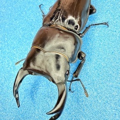 ②【自己採集血統】北海道厚沢部町産オオクワガタ 74.0ミリ♂♀♀トリオの画像