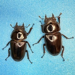 ②【自己採集血統】北海道厚沢部町産オオクワガタ 74.0ミリ♂♀♀トリオの画像
