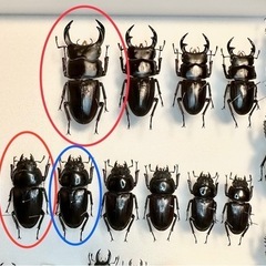②【自己採集血統】北海道厚沢部町産オオクワガタ 74.0ミリ♂♀♀トリオの画像