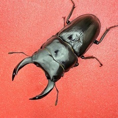 ③【自己採集血統】北海道厚沢部町産オオクワガタ 73.3ミリ♂♀♀トリオの画像