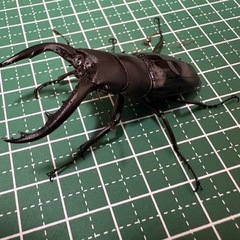 【即ブリ】アマミノコギリクワガタ♂（60.0mm）-02の画像