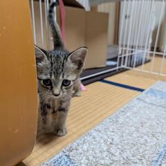 ちょっと困り顔のひまわりちゃん