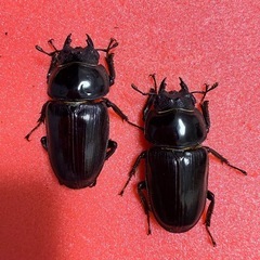 ④【自己採集血統】北海道厚沢部町産オオクワガタ 72.4ミリ♂♀♀トリオの画像