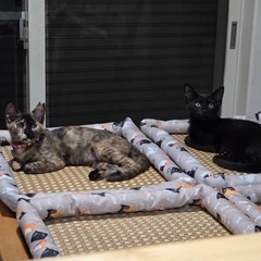 サビ猫の万里ちゃん&黒猫の千里ちゃん