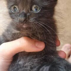 微長毛の黒猫ちゃん(トライアル決定！)