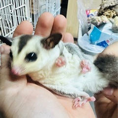 フクロモモンガ