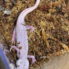 貴重！ウーパールーパー　上陸個体　リューシの画像