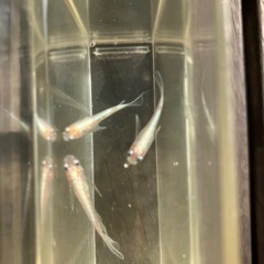 🌸リアルロングフィン3匹セット🌸の画像