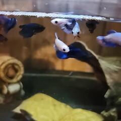 ベタ　熱帯魚の画像