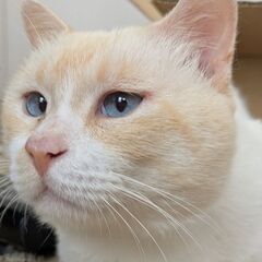 笹かま柄の甘えんぼな男の子です。