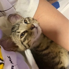 【バーボン🥃】生後4ヶ月 怒涛の甘えん坊男の子