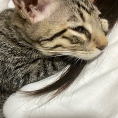 【バーボン🥃】生後4ヶ月 怒涛の甘えん坊男の子 - 北九州市