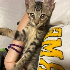 【バーボン🥃】生後4ヶ月 怒涛の甘えん坊男の子 − 福岡県