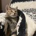 ランキングキーワードに紐づく投稿画像-ブリーダー