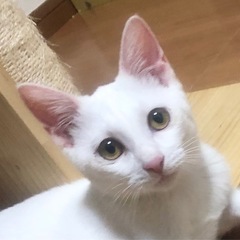 たくさん遊んで欲しいな〜猫じゃらし大好き！ティアちゃん