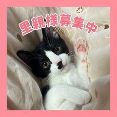 可愛いハチワレの女の子🐈‍⬛❤️ 