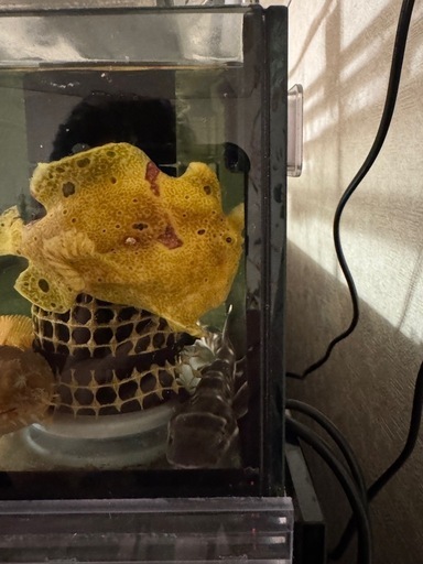海水魚カエルアンコウ