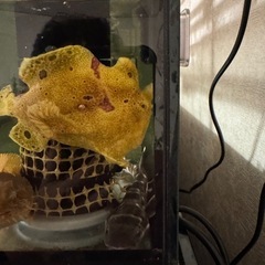 カエルアンコウの画像