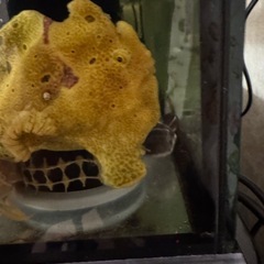 カエルアンコウの画像