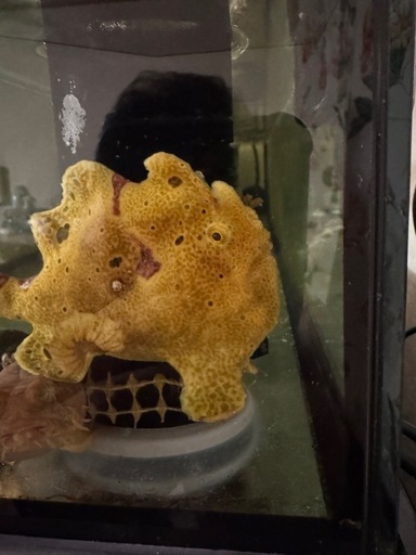 海水魚カエルアンコウ