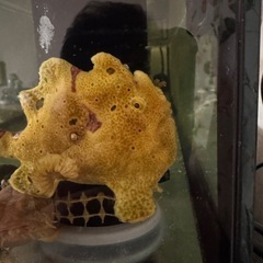 カエルアンコウの画像