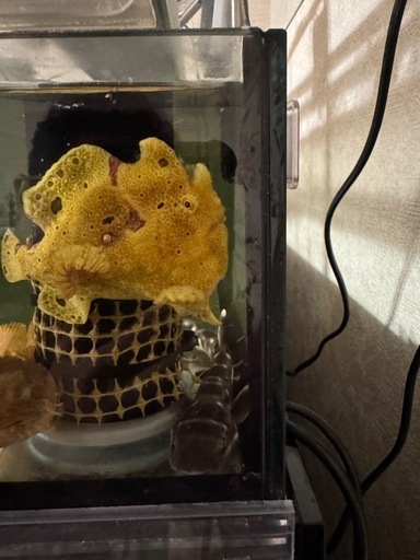 海水魚カエルアンコウ