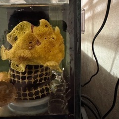 カエルアンコウの画像