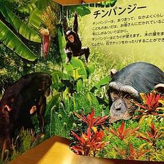 飛び出す絵本　ジャングルのいきものの画像