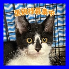 スリゴロコアラくん🐨💙