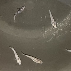 ［お話し中］和墨メダカ7匹の画像