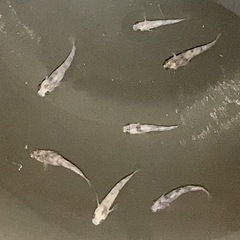［お話し中］和墨メダカ7匹の画像
