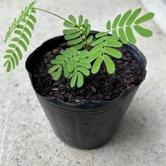 合歓の木の画像