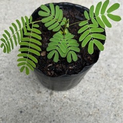 合歓の木の画像