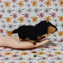 羊毛フェルト 　大きめダックスフンド２０cm　餌付きの画像