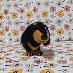 羊毛フェルト 　大きめダックスフンド２０cm　餌付きの画像