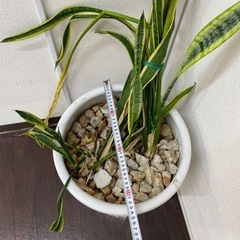 鉢　観葉植物の画像
