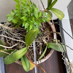 観葉植物　鉢の画像