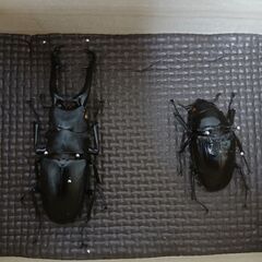 ギラファノコギリクワガタ　90mm  標本の画像