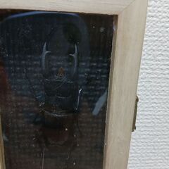 マンディブラリスクワガタ　標本の画像