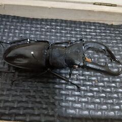 マンディブラリスクワガタ　標本の画像