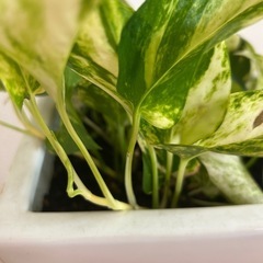 週末値下！！　50㎝　大型鉢　観葉植物　新芽あり　豪華　ポトス　おしゃれ　インテリア　癒しの画像
