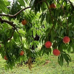 ご家庭用A級品桃🍑なつっこ今季最終の画像