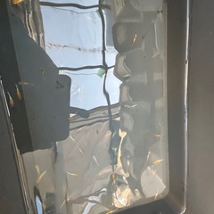 メダカ　三色ラメRLFの画像