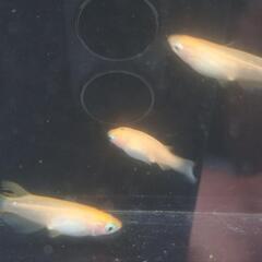 ふ〜は〜10匹無選別の画像