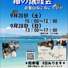 神奈川最大級！可愛い保護猫30〜40匹！保護猫に会いたいな…