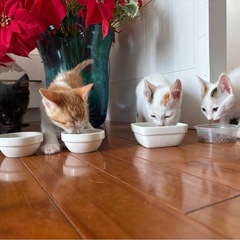 子猫祭りのねこねこランド保護猫譲渡会　キジトラ，ハチワレ子猫たく...