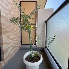 オリーブの画像