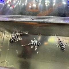 キンペコ3匹セット　　熱帯魚の画像